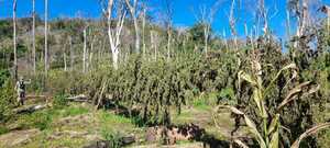 Diario HOY | Destruyen punto de producción de marihuana a gran escala en Itapúa