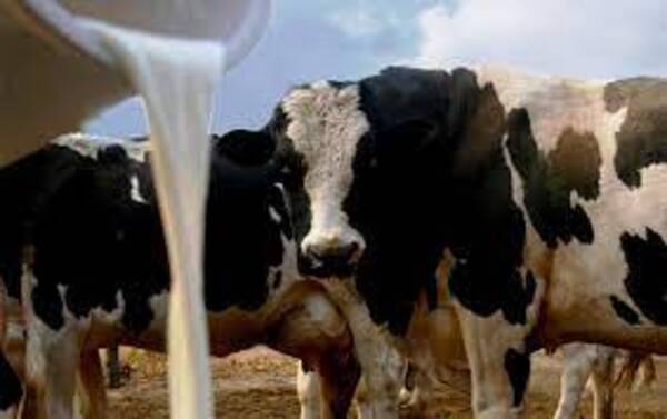 Destacan alto consumo de leche en Paraguay