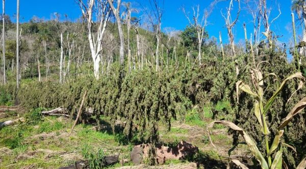 Destruyen punto de producción de marihuana a gran escala en Itapúa