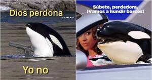 La Nación / Viral: Gladis, la orca “pandillera” que ataca veleros en Gibraltar