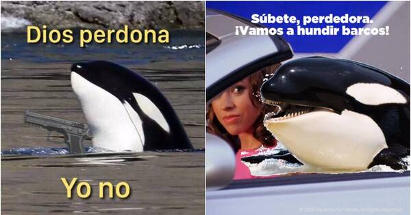 La Nación / Viral: Gladis, la orca “pandillera” que ataca veleros en Gibraltar