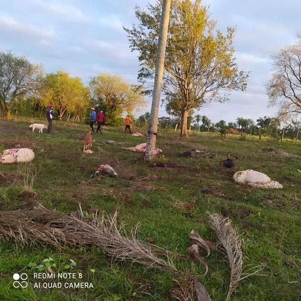 San Roque González: abigeos faenan cuatro animales en perjuicio de pequeños productores - Nacionales - ABC Color