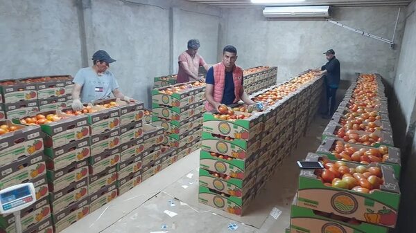 Tomateros piden a autoridades frenar el contrabando del producto - Economía - ABC Color