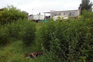 Diario HOY | Adolescente llevaba al yuyal a su primita, la ataba y abusaba