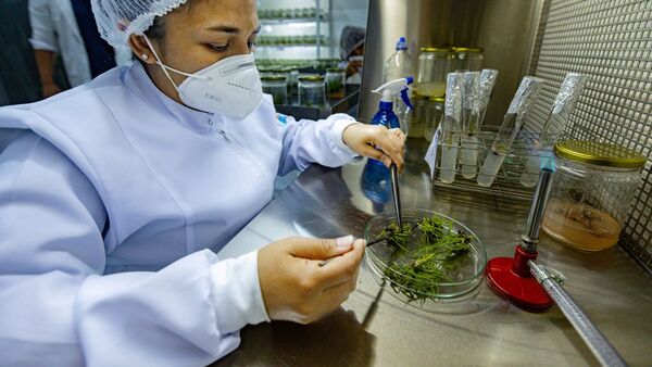 Mujeres cultivan y custodian plantas que podrían cambiar la cañicultura