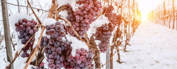 El vino de hielo | Columnas | 5Días