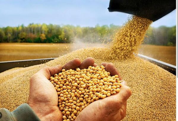Volumen exportado de soja aumentó un 67%