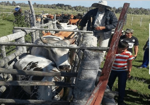 Senacsa extiende periodo de vacunación contra la fiebre aftosa y brucelosis