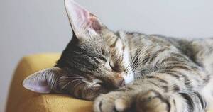 La Nación / Mitos y realidades sobre los gatos: los felinos demuestran su afecto de formas diferentes