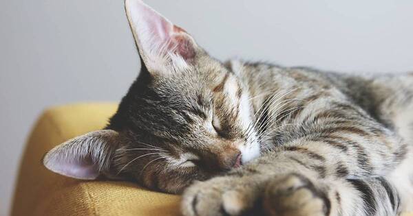La Nación / Mitos y realidades sobre los gatos: los felinos demuestran su afecto de formas diferentes