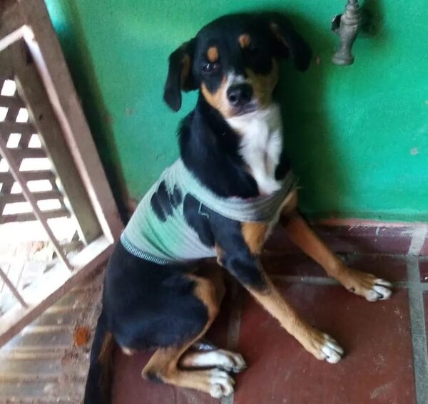 Llegó vestido - Encontrá a tu mascota - ABC Color