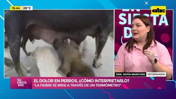 Video: El dolor en perros, ¿Cómo interpretarlo? - Ensiestados - ABC Color