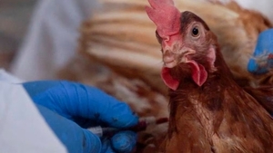 Diario HOY | Senacsa confirma quinto foco de gripe aviar en el Chaco