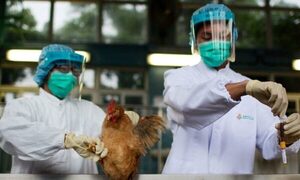 Gripe del pollo: Senacsa confirma quinto foco en el Chaco