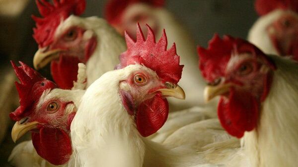 Senacsa confirma quinto foco de influenza aviar en Boquerón