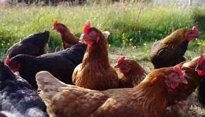 ¡Aninati! Confirman quinto foco de gripe aviar en el Chaco