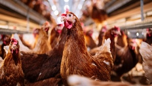 Confirman quinto foco de gripe aviar en Boquerón - Noticias Paraguay