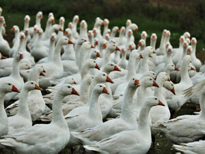 Diario HOY | Chile investiga la muerte de miles de aves marinas tras descartar gripe aviar