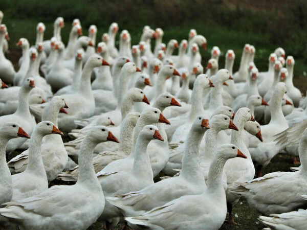 Diario HOY | Chile investiga la muerte de miles de aves marinas tras descartar gripe aviar