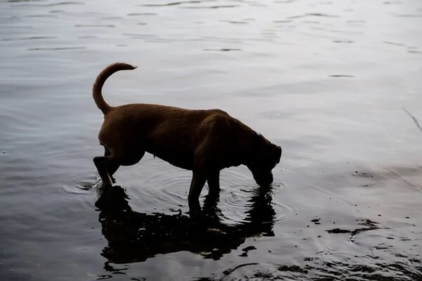 ¿El perro tiene sed durante un paseo? ¡Cuidado con los charcos! - Mascotas - ABC Color