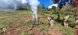 Destruyen más de 12 toneladas de marihuana en Itapúa | 1000 Noticias