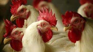 SENACSA CONFIRMA QUINTO FOCO DE GRIPE AVIAR EN EL CHACO