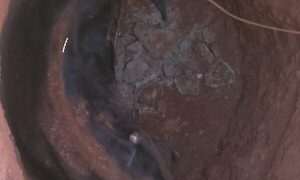 Bomberos rescatan a vaca que cayó a pozo