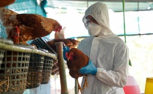 Detectan quinto foco de gripe aviar en el Chaco