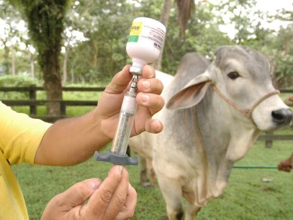 Senacsa extiende periodo de vacunación contra la fiebre aftosa y brucelosis