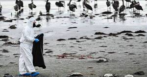 La Nación / Chile investiga la muerte de miles de aves marinas