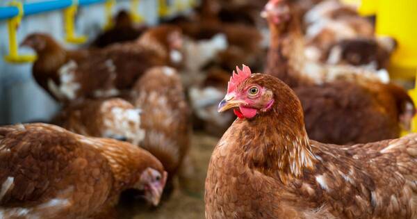 La Nación / Senacsa confirma 5.º foco de gripe aviar en Chaco paraguayo