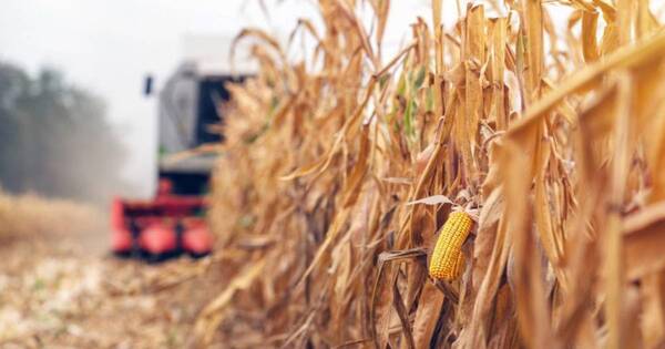 La Nación / Anhelan consolidar la bolsa de los productos agropecuarios en el país