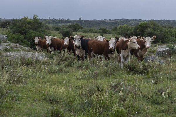Ganadería sostenible genera mejoras productivas y ambientales