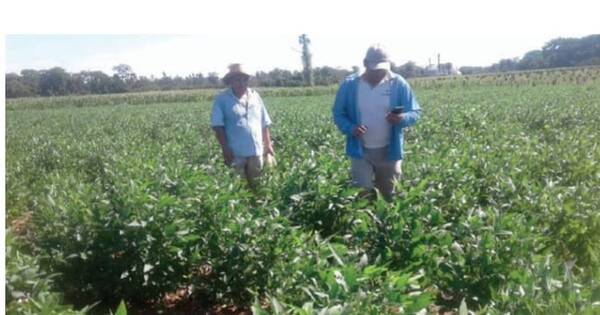 La Nación / Agro espera que reconozcan sistema sustentable de producción