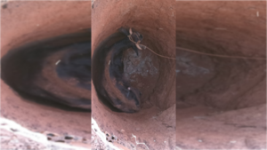 El emotivo rescate de una vaca que se cayó en un pozo