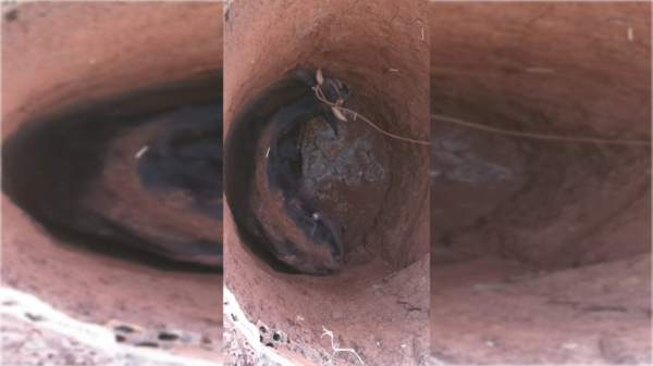 El emotivo rescate de una vaca que se cayó en un pozo
