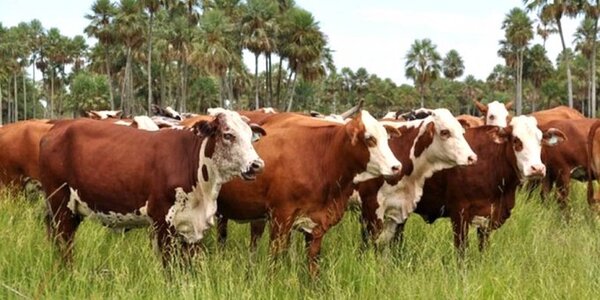 Paraguay demostró que sector productivo trabaja en concordancia con el medio ambiente