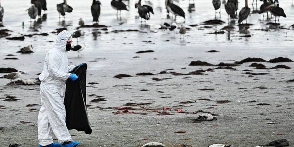 Chile investiga la muerte de miles de aves marinas