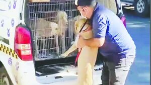 Rescataron a 4 perros entre los cadáveres de 3 cachorros