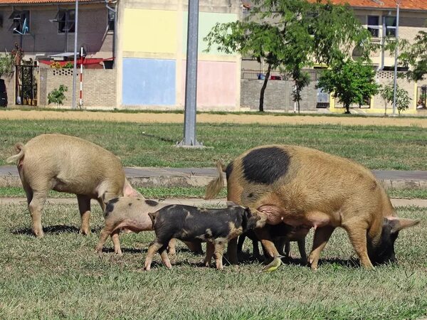 ¿Sabías que los animales de granja están prohibidos en Asunción? - Nacionales - ABC Color