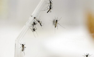 Diario HOY | Existe mucha demanda de atención por secuelas de la chikunguña
