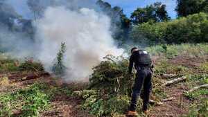 SENAD desmantela narco campamentos y destruye más de 12 toneladas de marihuana en Alto Paraná