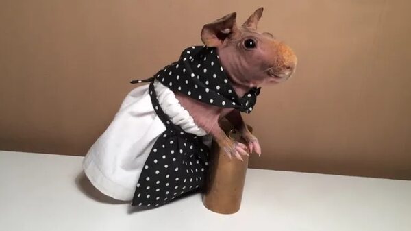Conejillos de Indias poseen un guardarropa de más de 600 prendas hechas a mano por su dueña - Mascotas - ABC Color