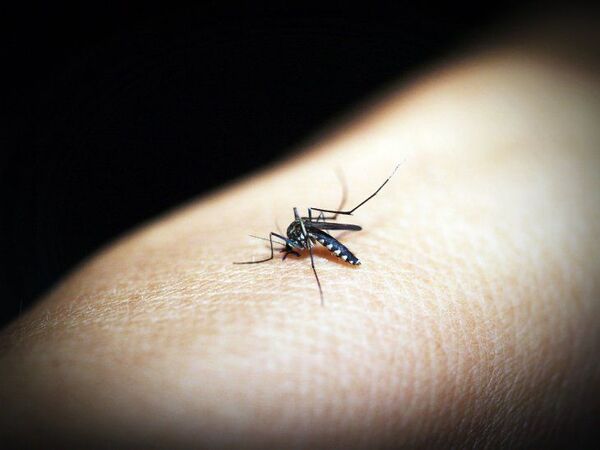 Marcado descenso de casos de dengue y chikungunya a nivel país, reporta Salud