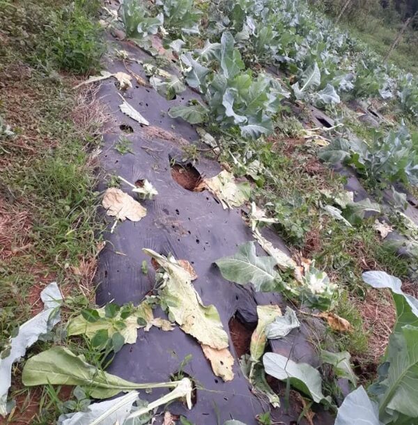 Roban producción de coliflor y dejan una pérdida de G. 7 millones a productora - Nacionales - ABC Color