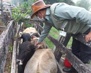 Avanza con éxito segundo periodo de vacunación contra la aftosa y brucelosis en Ñeembucú - .::RADIO NACIONAL::.