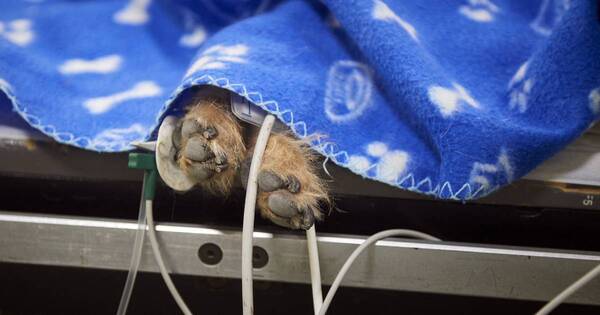 La Nación / Polémica: en un hospital público de Chile sometieron a un perro a radioterapia