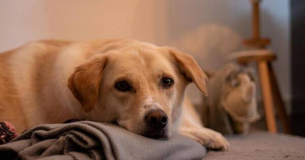 La Nación / ¡Confirmado! Los perros son capaces de detectar a las personas malas