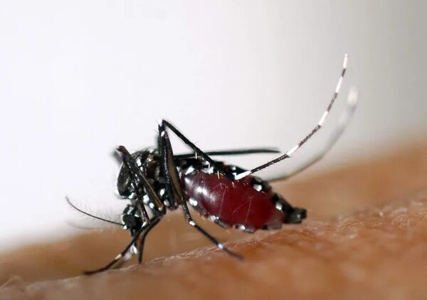 Curva de casos de chikunguña está en descenso - Nacionales - ABC Color
