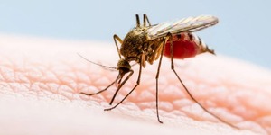Chikungunya mantiene tendencia al descenso - trece